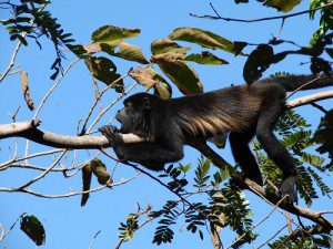 Panama relocating Monkeys, Sloths, Crocs, Snakes