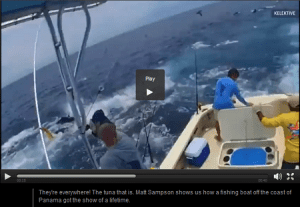 Epic Tuna Frenzy in Panama