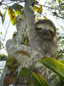 More Pygmy Sloths Found in Panama