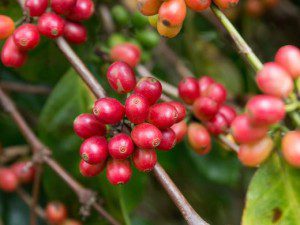 USA Today Features Boquete / Panama Coffee Dominance plus Tourism