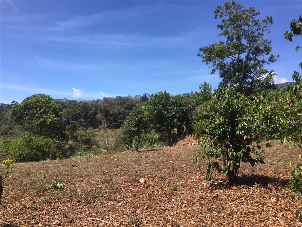 Price Reduction! Beautiful Land for Sale in Boquete, Panama Boquete Panama Real Estate