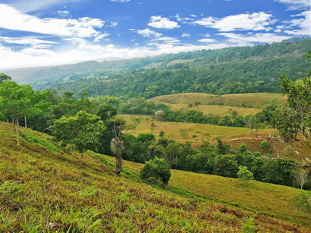 HUGE PRICE REDUCTION! 8 Hectares Plus of Beautiful Land for Sale in El