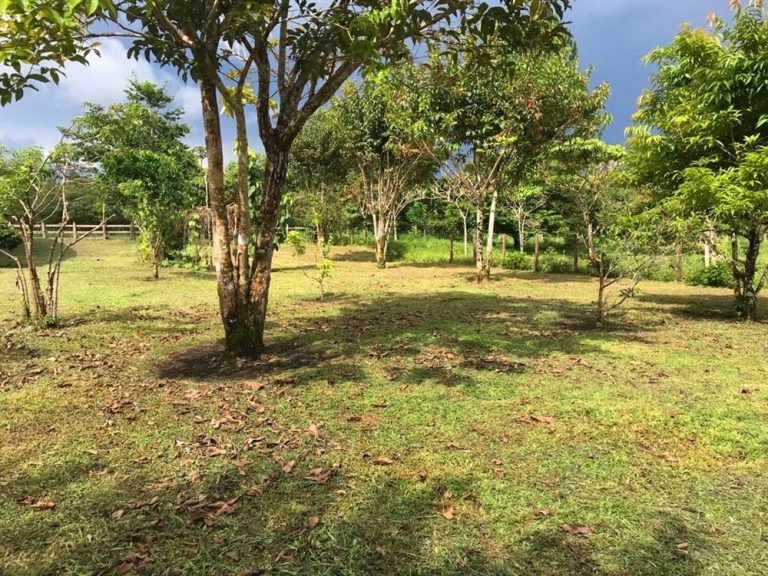 A House Plus 5 Hectares of Relatively Flat Land in Boqueron, Chiriqui, Panama – Want More Land? 10 Hectares Also Available