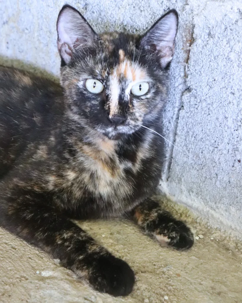 Adopt kitty Cat Kitten Panama Chiriquí Boquete Adoption pet