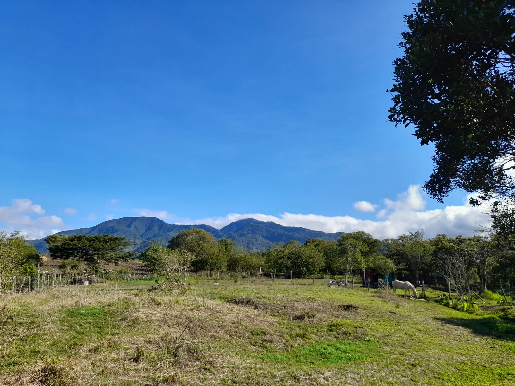 Mostly Flat 1/2 Acre Lot with Highly Fertile Soil for Sale in Peaceful