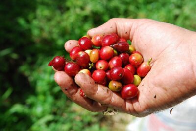 How Boquete Highlands’ Geisha Coffee Changes Perceptions and Percolations in Panama