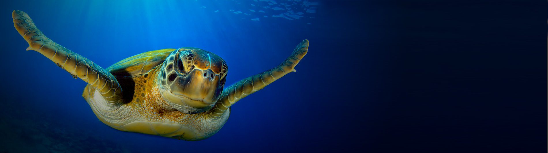 Panama’s Landmark Law: Sea Turtles Now Have Legal Rights to Flourish