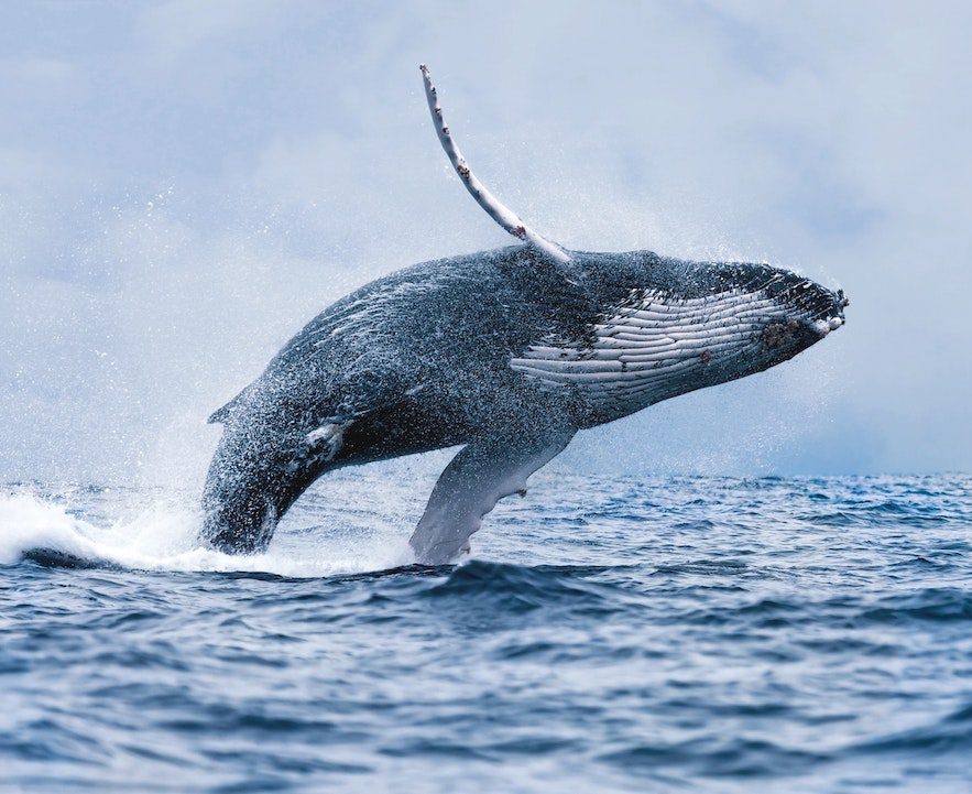 Witness the Arrival of Humpback Whales in Los Santos, Panama: A Breathtaking Spectacle