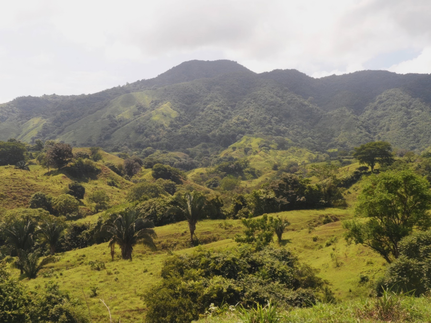 Cattle Farm for Sale in La Tronosa, Tonosi, Los Santos Province