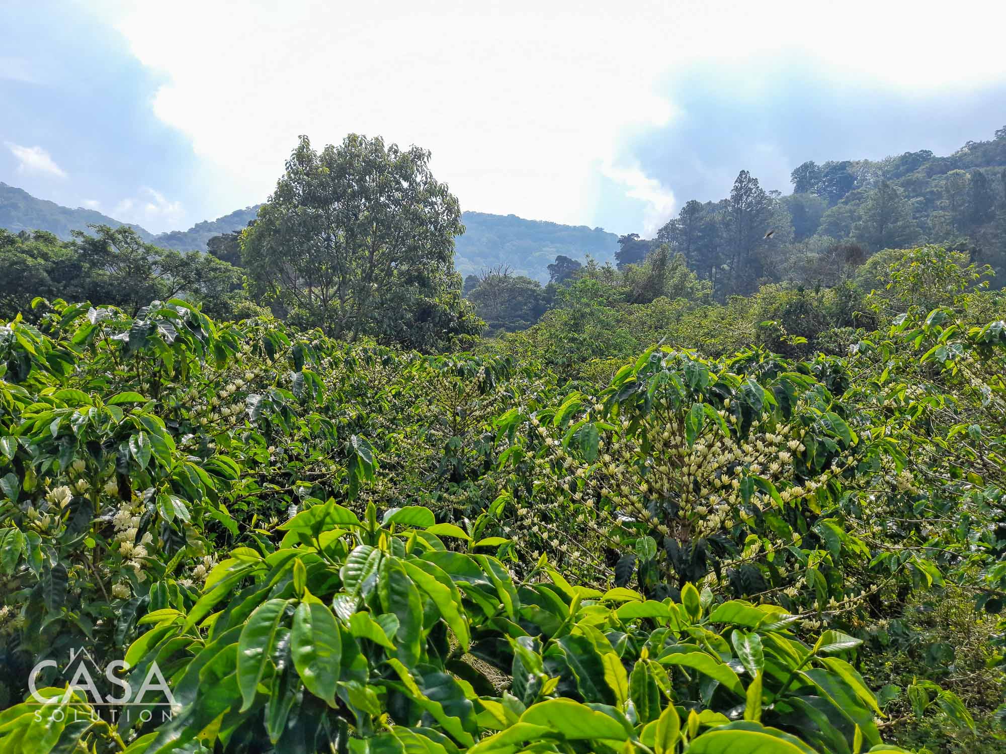 Price reduction! Build your Dream Estate on this Lot for Sale in the Fabulous Las Terrazas Gated Community, Boquete.  Just minutes from Downtown – Price is Negotiable!
