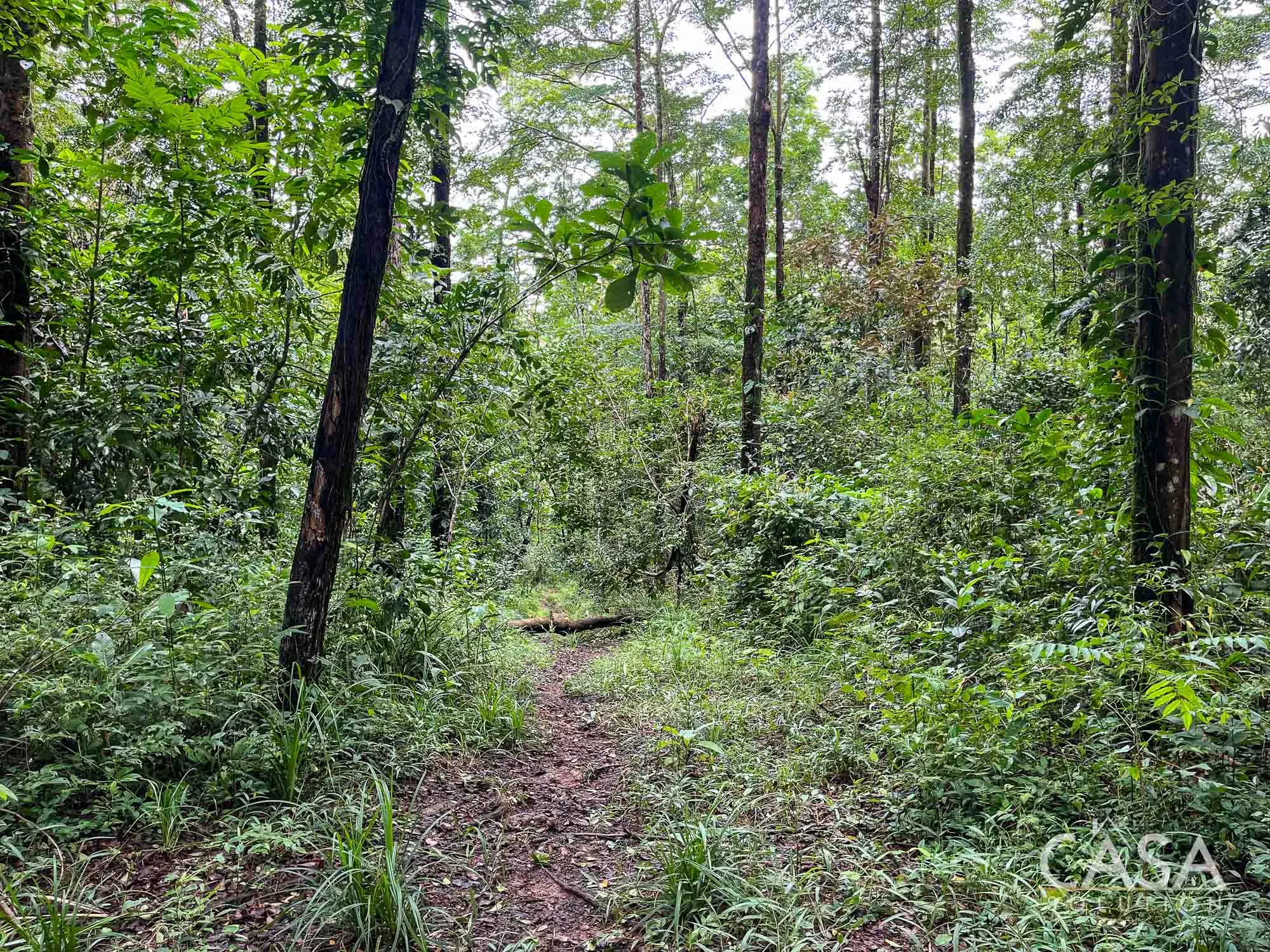 4 hectares of reforested land for sale near Las Lajas Beach, Chiriquí, suitable for timber investment or sustainable development.  Immediate Permanent Residency