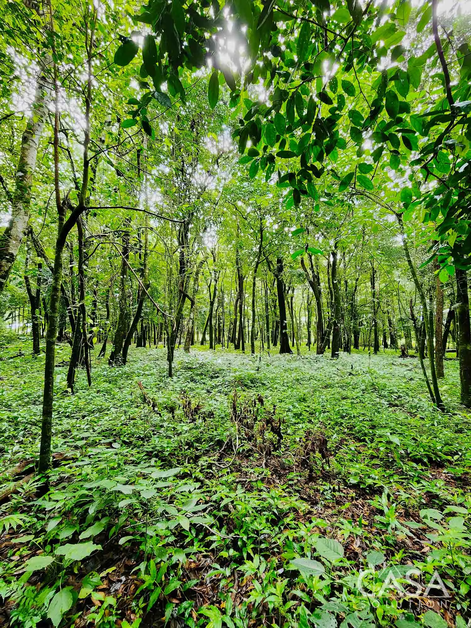 Sold by Casa Solution!! 15,612 sqm Wooded Lot For Sale in Palmira Abajo, Boquete, Chiriqui. With a bamboo plantation, mature trees, and mountain views.