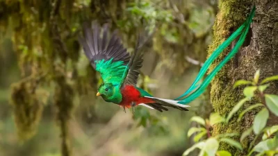 Chiriquí: Vital Hub for Birdwatching in Panama