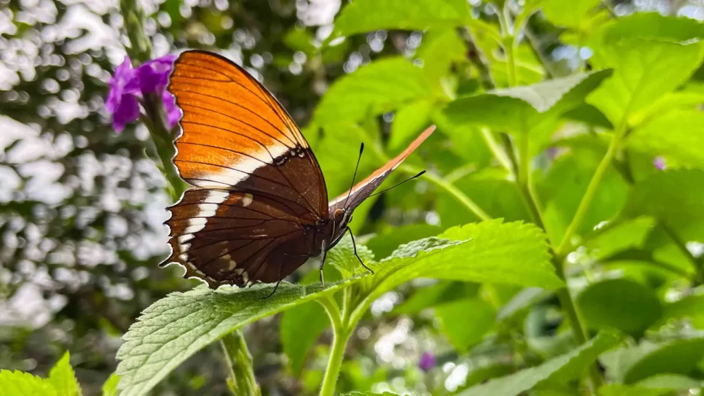 Bees and Butterflies in Boquete