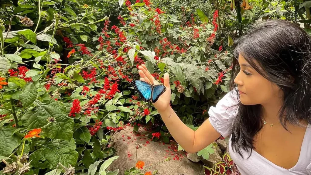 Bees and Butterflies in Boquete