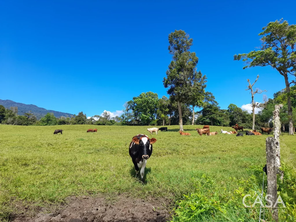 Dairy Plant in Chiriquí