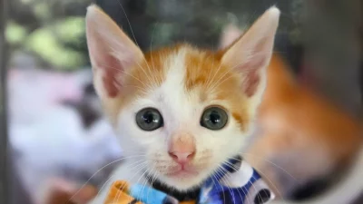 White & Orange Kitten