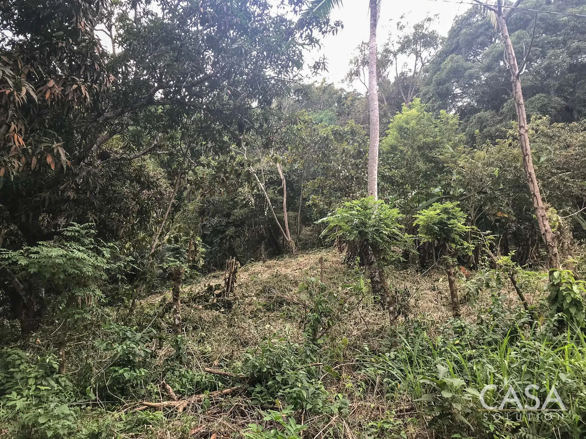 4-Hectare Lot for Sale in Veracruz, Panama Oeste. Just 10 minutes from Panama City and the Panama Pacifico Airport