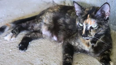 Your New Feline BFF!