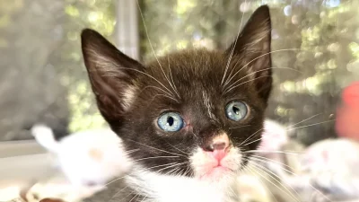 Baby Tuxedo Waiting For You!
