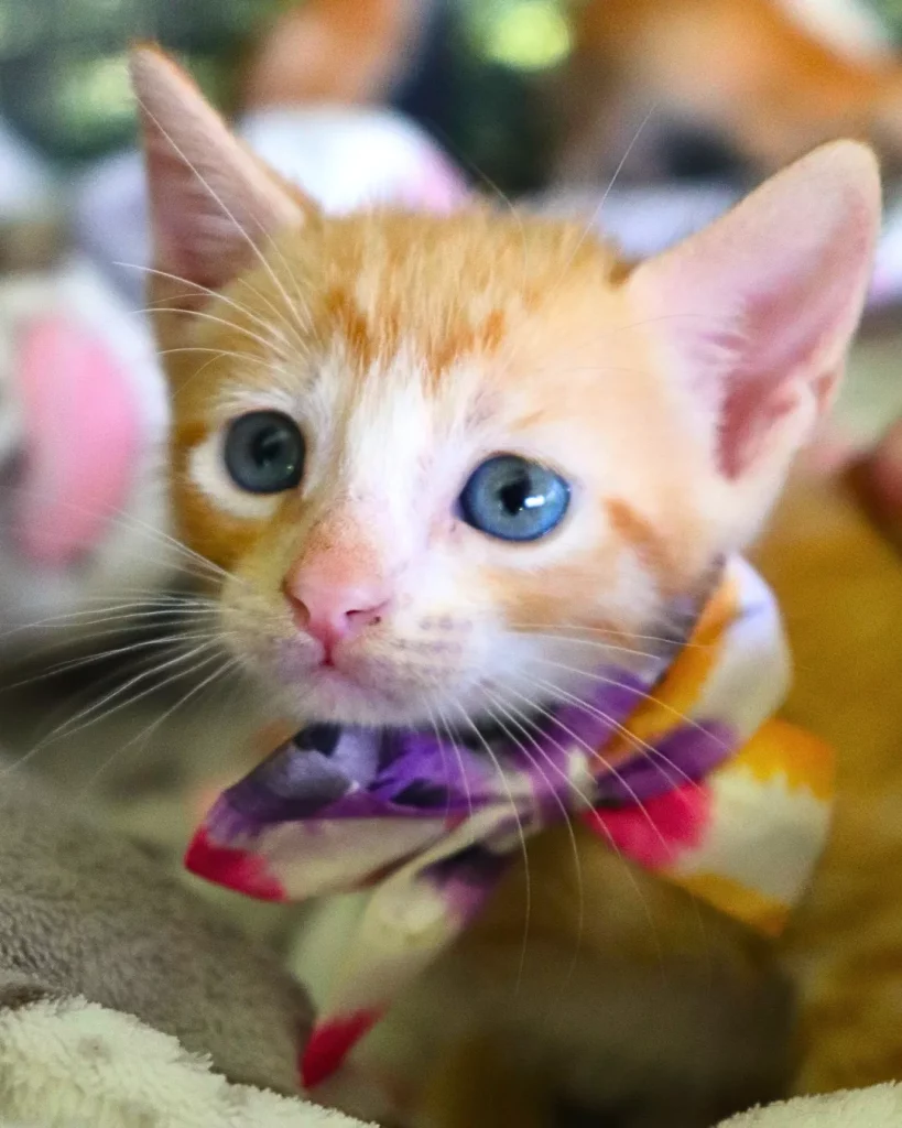 Adopt a Cat or Dog Today – Give a Loving Pet Their Forever Home Boquete Panama