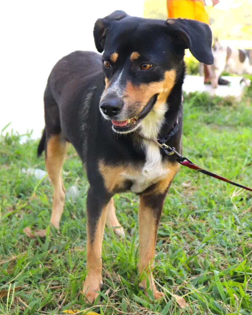 Adopt a Cat or Dog Today – Give a Loving Pet Their Forever Home Boquete Panama