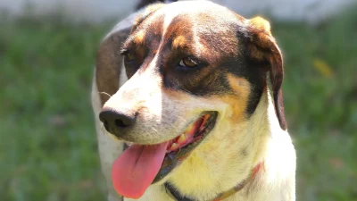 Adopt Little Miss Sunshine