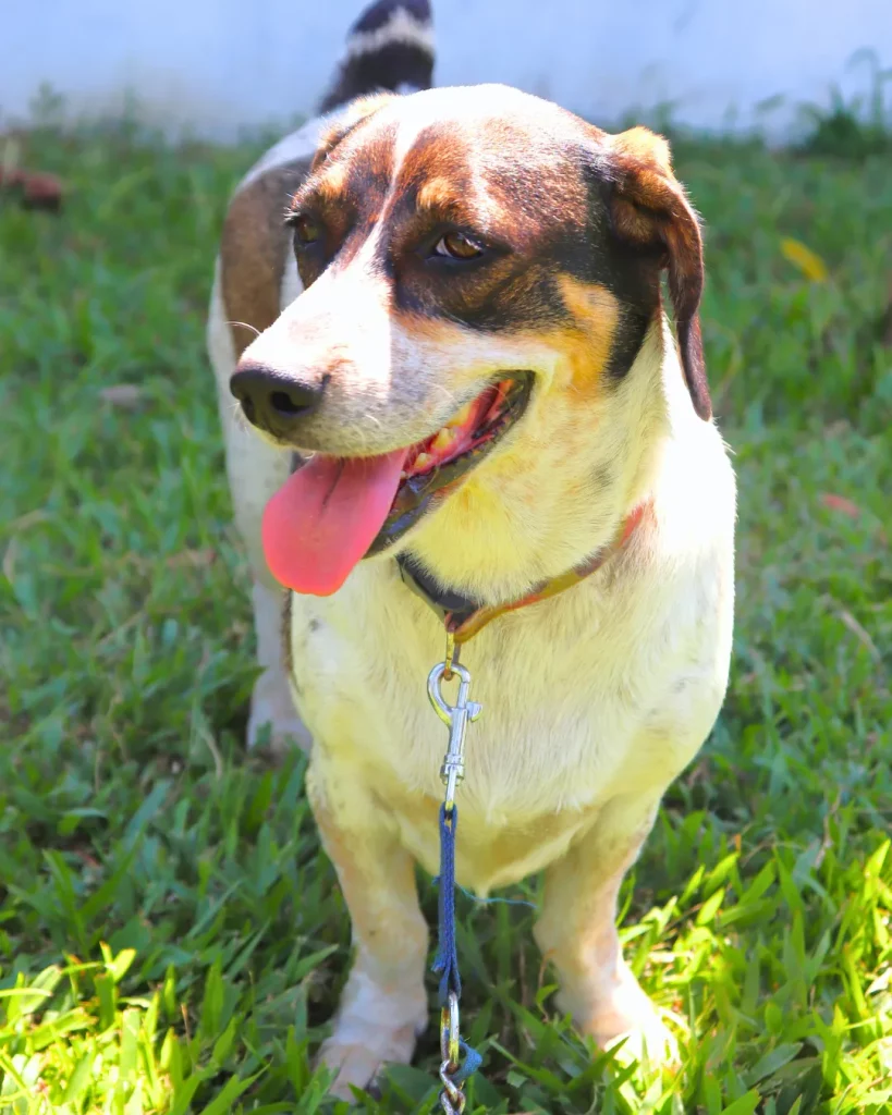 Adoptable Female Rescue Dog in Boquete, Chiriquí, Panama
