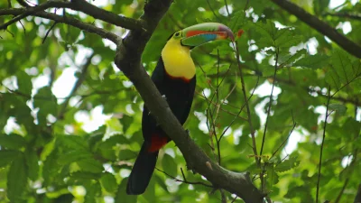 Panama Rejoins Global Top 10 for Birding: What It Means for Property Investors and Nature Lovers