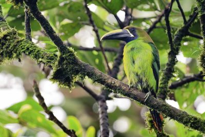 Panama Launches Landmark Bird Conservation Initiative with Promising Impacts for Sustainable Land Use