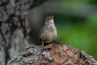 Panama Rejoins Global Top 10 for Birding: What It Means for Property Investors and Nature Lovers