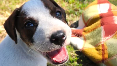 Fur-Ever Friends, Ready to Go Home