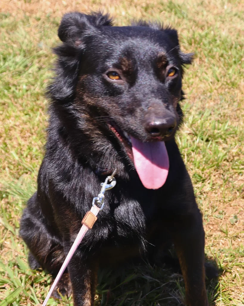 Adopt a Dog Boquete Panama