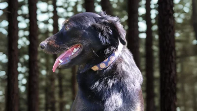 Joyful Black Dog