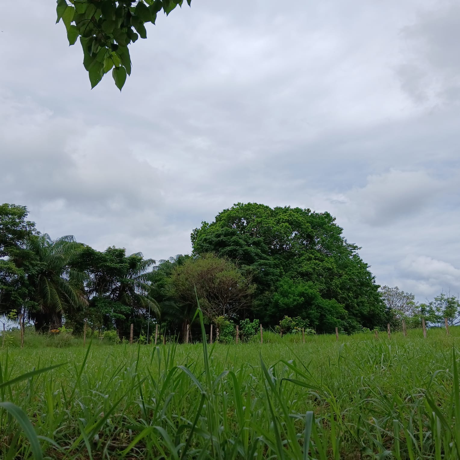 Build-Ready Lot for Sale in Central Pedasí – 900m² Total Land Area
